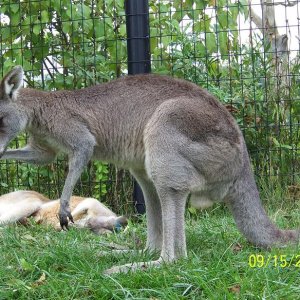 ColumbusKangaroo3