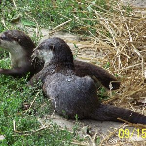ColumbusMIniOtter1