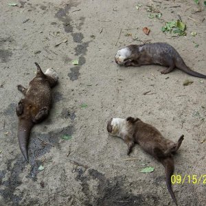 ColumbusMiniOtter3