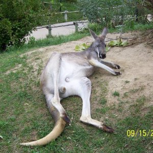 ColumbusNuttyKangaroo