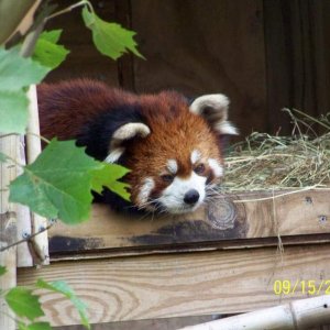 ColumbusRedPanda