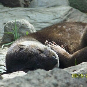 ColumbusRiverOtter