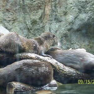 ColumbusRiverOtter2
