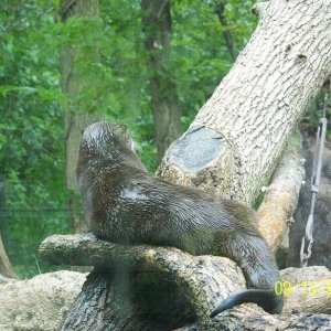 ColumbusRiverOtter5