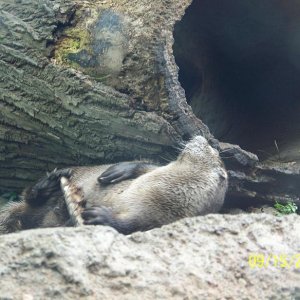 ColumbusRiverOtter6