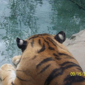 ColumbusTiger