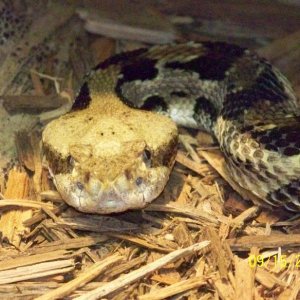 ColumbusViper2