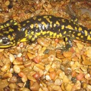 My Tiger Salamander. She still needs a name.
