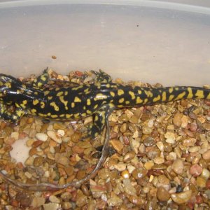 My newest baby is about 8 1/2 inches long. (The rocks were only a temporary setup, she has a new home set up just for her now)