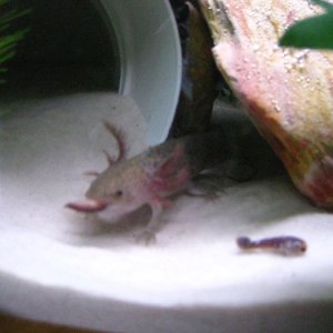 Slurp!