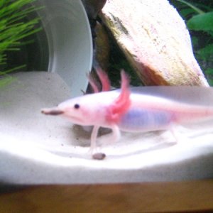 worms