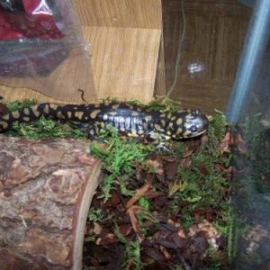 Marely, chillin by his log house