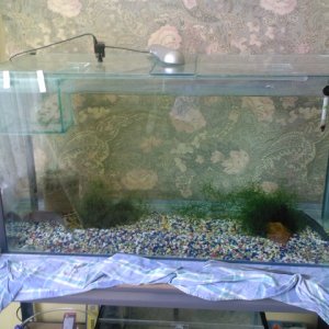 my axolotol tank