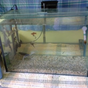 my  tropical fish tank