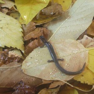 Valley and Ridge Salamander.
