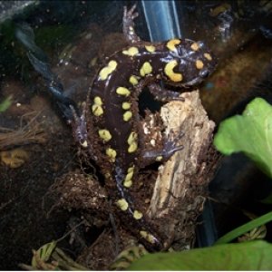 One of my spotted salamanders: Hwa.