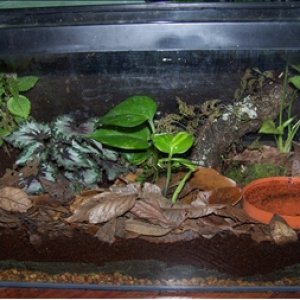 Hwa's tank.