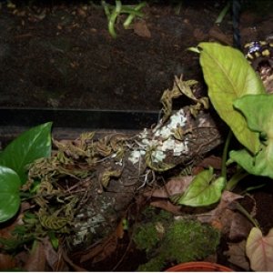 Hwa on his log.