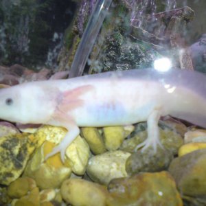 My axie