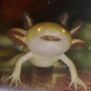 Rose munching on a pellet!