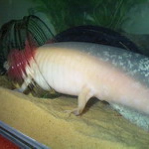 Rose tucking into bloodworms in the food jar