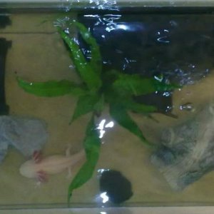 Aerial view of new tank set up april 2010