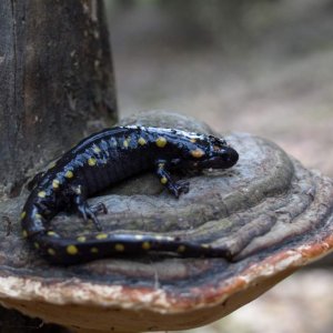 Posed on Mushroom :>