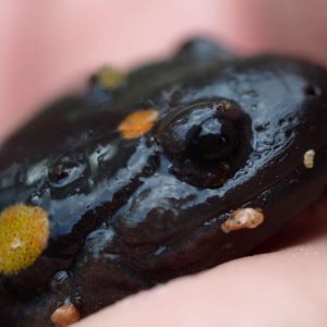 yellow spotted Salamander