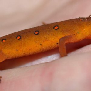 Red spotted Newt (Eft stage)