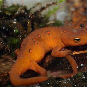 Red Spotted Newt Eft stage close up