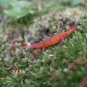 Followed him down till he slid into some leaves.. he was really slow.