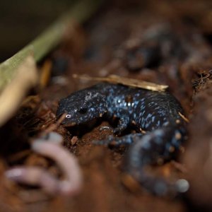 Blue spotted in a cedar log