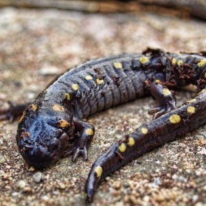 Yellow spotted on a Rock after i found it under a log.