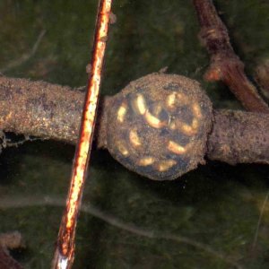Taricha torosa embryos