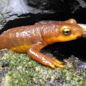 Taricha torosa emerging