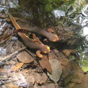 Taricha torosa underwater 2together