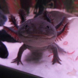 Hes got a big face!