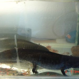 axalotls (2)