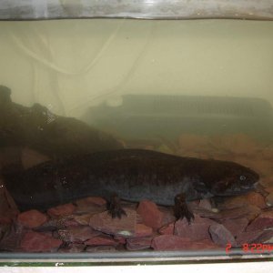 axalotls (11)