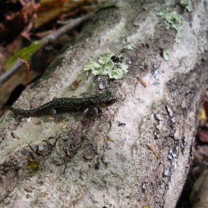 Slimy sal, Plethodon mississippi
