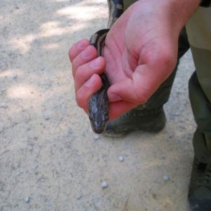 Grey ratsnake