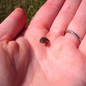 An American toadlet (Anaxyrus americanus)