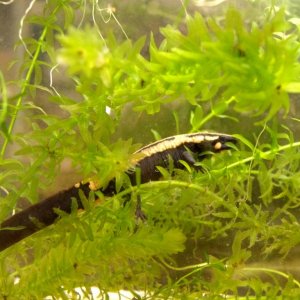 Laotriton laoensis