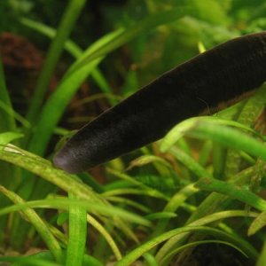 The tail sheen - offseason