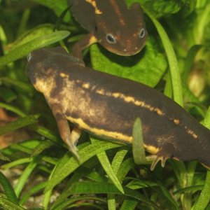 Nitager lower, Tali upper