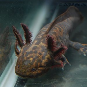 A. andersoni