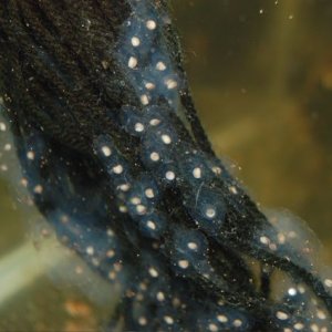 Ambystoma andersoni eggs on a yarn spawning mop.