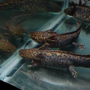 3 adult Ambystoma andersoni.