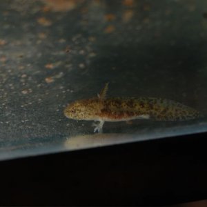 Ambystoma andersoni larvae.