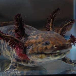 Adult female Ambystoma andersoni.